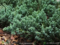 Juniper2
