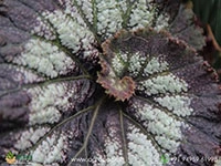 jurassic-silver-swirl