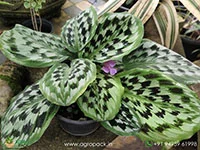 Kaempferia-rotunda-Peacock-Ginger5
