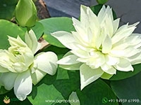 kanchan-bowl-verity-lotus