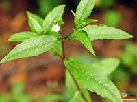 kayyonni---eclipta-alba