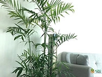 king-faux-palm-tree