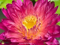 kornchanok-tropical-waterlily