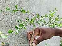 Kurunthotti-Sida-rhombifolia5