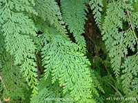 lace-fern