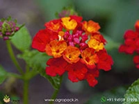lantana-red