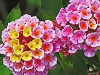 Lantana1