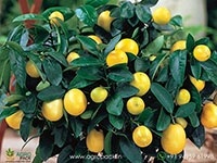 yellow-lemon