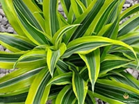 lemon-lime-dracaena