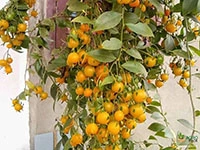 lemon-vine
