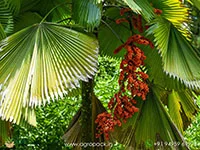 Licuala-grandis-Ruffled-Fan-Palm1