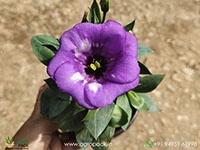 Lisianthus1