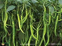 Long-Chilli1