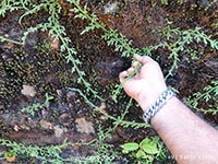 lycopodium-clavatum-fern