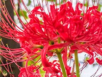 Lycoris-Radiata-Red-Spider-Lily1