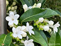 madagascar-jasmine