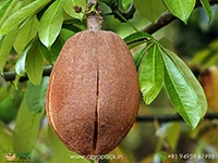 malabar-chestnut