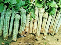 Malaysian-long-Coccinia-grandis-ivy-gourd1