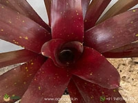 maroon-bromeliad
