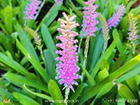 matchstick-bromeliad