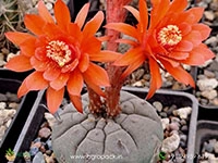 Matucana-Madisoniorum4