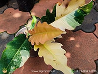 Mature-Philodendron-Caramel-Marble1