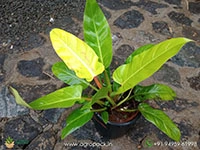 mature-philodendron-golden-melinonii