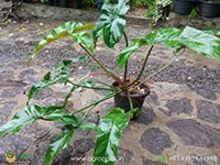 mature-philodendron-mexicanum