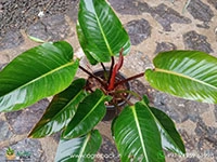 mature-red-congo-philodendron