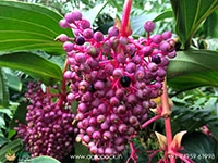 medinilla
