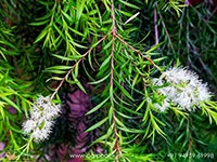 Melaleuca-Bracteata-Golden-Bottle-Brush2