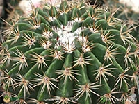 melo-curvispinus-white-cap-cactus