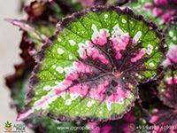 merry-christmas-begonia