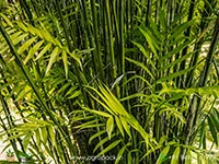 Mexican-Bamboo-Palm3