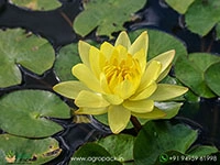 mexicana-hardy-water-llily