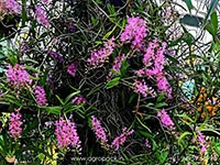 Micropera-rostrata-Beaked-micropera-Orchid6