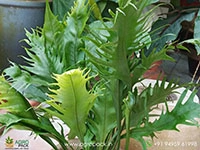 microsorum-punctatum-dragons-wing-fern
