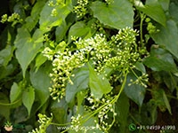 Mikania-micrantha1