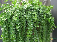 million-hearts-dischidia-ruscifolia