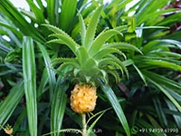 miniature-pineapple