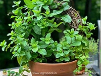 Mint-Pudina-genus-Mentha3