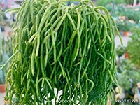 mistletoe-cactus-rhipsalis-baccifera