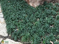 Mondo-Dwarf-Grass2