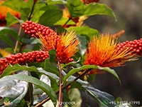 Monkey-Brush-Vine2