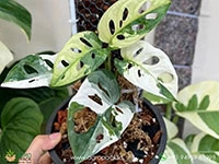 Monstera-Adansonii-albo4