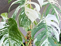 monstera-borsigiana-variegata