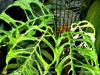 monstera-obliqua-peru