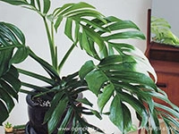 monstera-pinnatipartita