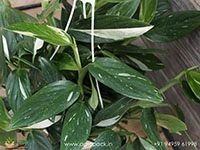 monstera-standleyana-albo-variegata