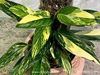 Monstera-standleyana-aurea1